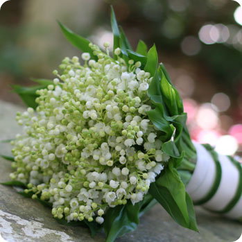 The season of the Lily of the Valley is limited but if you are lucky enough